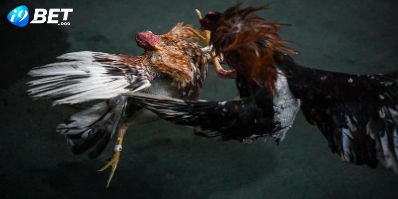 Đá Gà Cựa Dao - Tái Hiện Những Trận Đấu Đẳng Cấp Mãn Nhãn 3 Mỗi cuộc chiến cựa dao sẽ không kéo dài