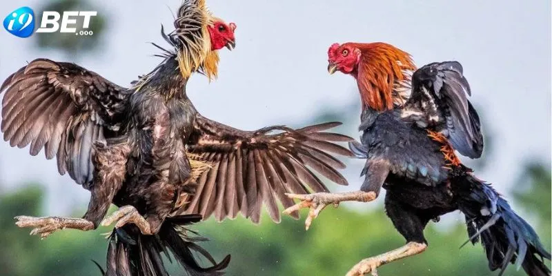 Đá Gà Trực Tiếp - Vừa Giải Trí Vừa Đặt Cược Siêu Hấp Dẫn 2 Đôi nét đá gà trực tiếp cực hot