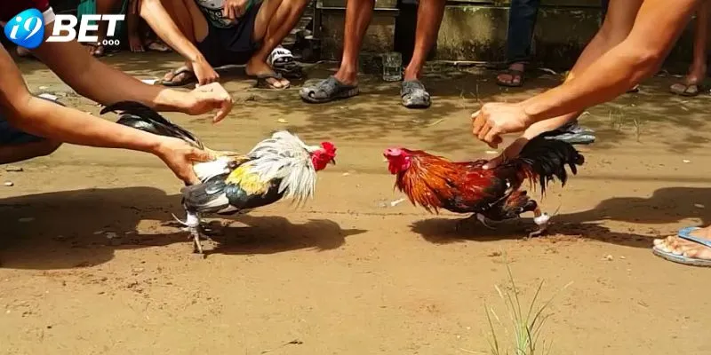 Đá Gà Trực Tiếp - Vừa Giải Trí Vừa Đặt Cược Siêu Hấp Dẫn 3 Đa dạng kèo cược hấp dẫn